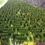 dcim100mediadji 0015.jpg