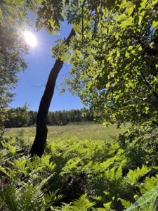 pole namiotowe odpocznijtu natura 2026 08
