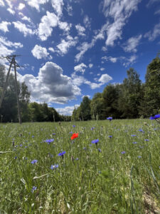 pole namiotowe odpocznijtu natura 2026 09