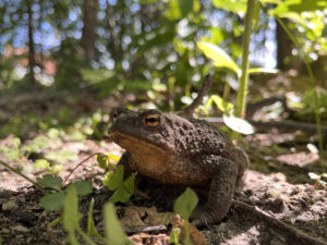 pole namiotowe odpocznijtu natura 2026 18